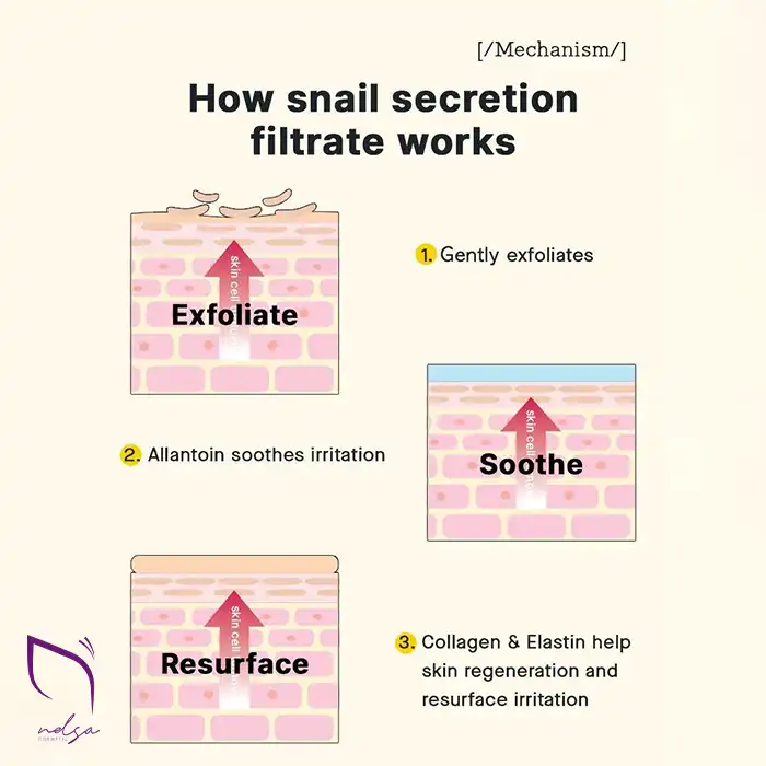 کاربرد اسنس حلزون کوزارکس اسنس حلزون کوزارکس - نلساشاپ