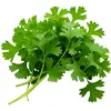 گشنیز