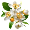 شکوفه پرتقال