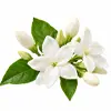 یاس رازقی